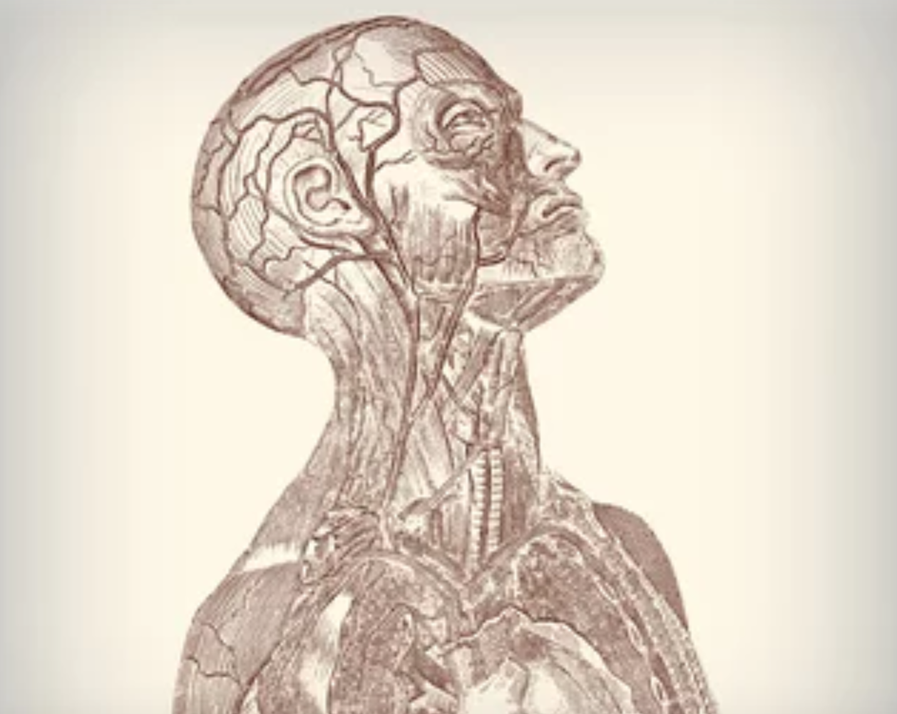 Gesichtsanatomie und Implikationen für die Ästhetische Medizin – Basiskurs
